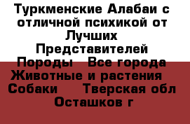 Туркменские Алабаи с отличной психикой от Лучших Представителей Породы - Все города Животные и растения » Собаки   . Тверская обл.,Осташков г.